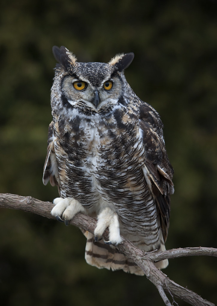 Great Horned Owl Great Horned Owl Southern Ontario Canada Ashley