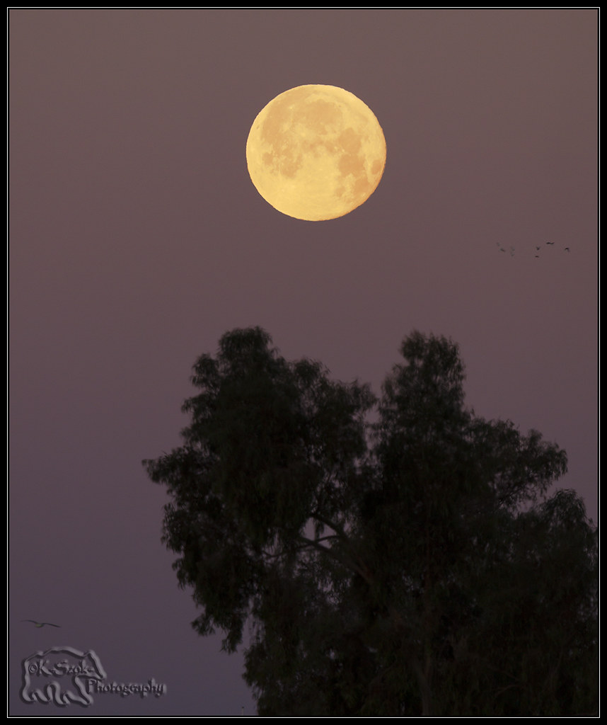 Moonset The moon set on Friday morning seen from outside m… Flickr