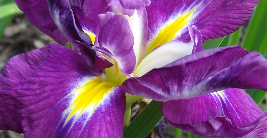 purple, yellow and white iris interior A Japanese iris flo… Flickr