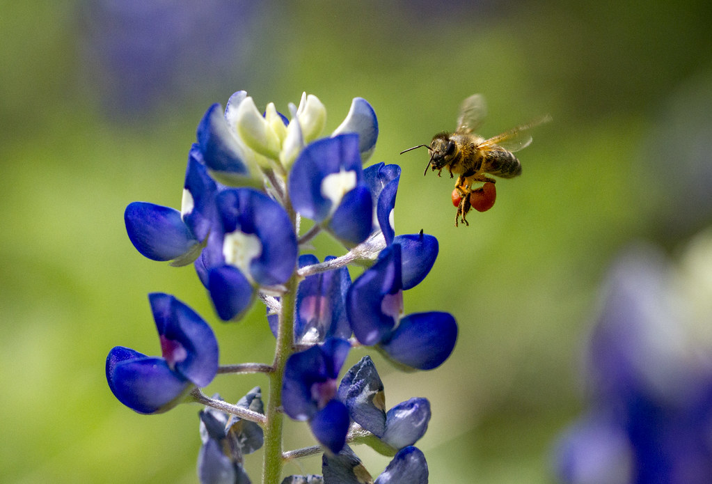 Honey bee visits Texas Austin, Texas, USA. A pu… Flickr