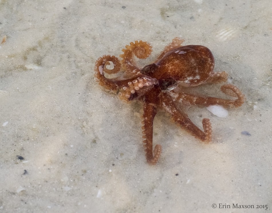 small octopus 6 Sanibel Island, Florida January 2015 A smaâ€¦ Flickr