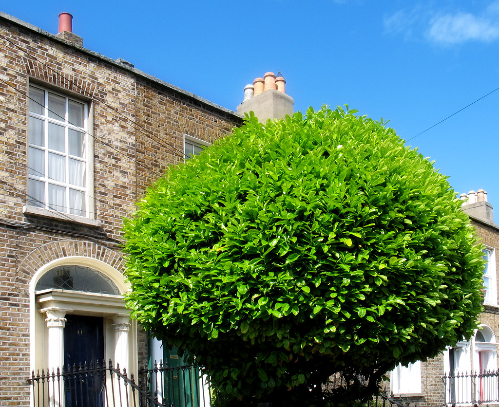 Tree Dublin davidharding Flickr