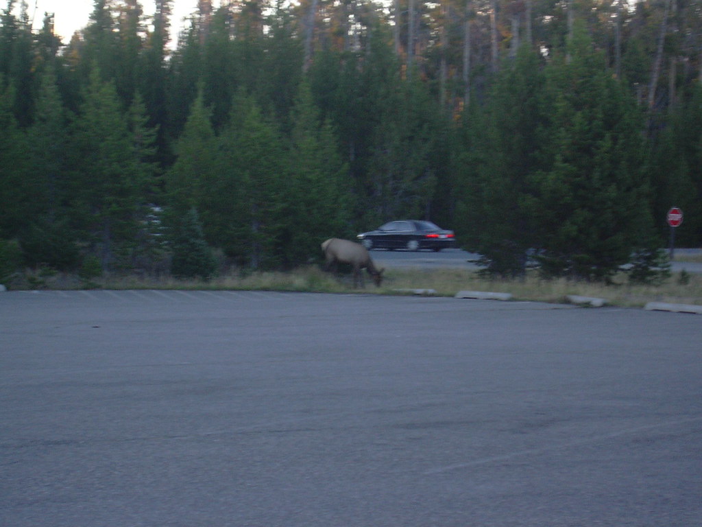 Elk in Grant Village parking lot, Yellowstone National Par… Flickr
