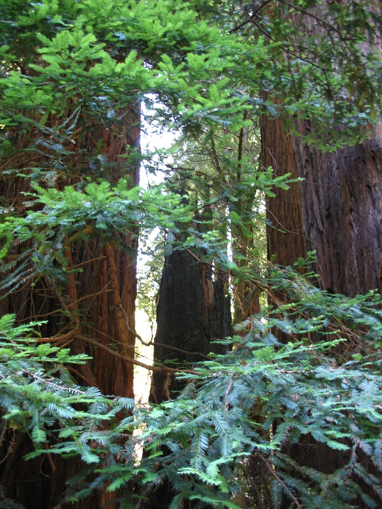 Redwood needles Lila Flickr