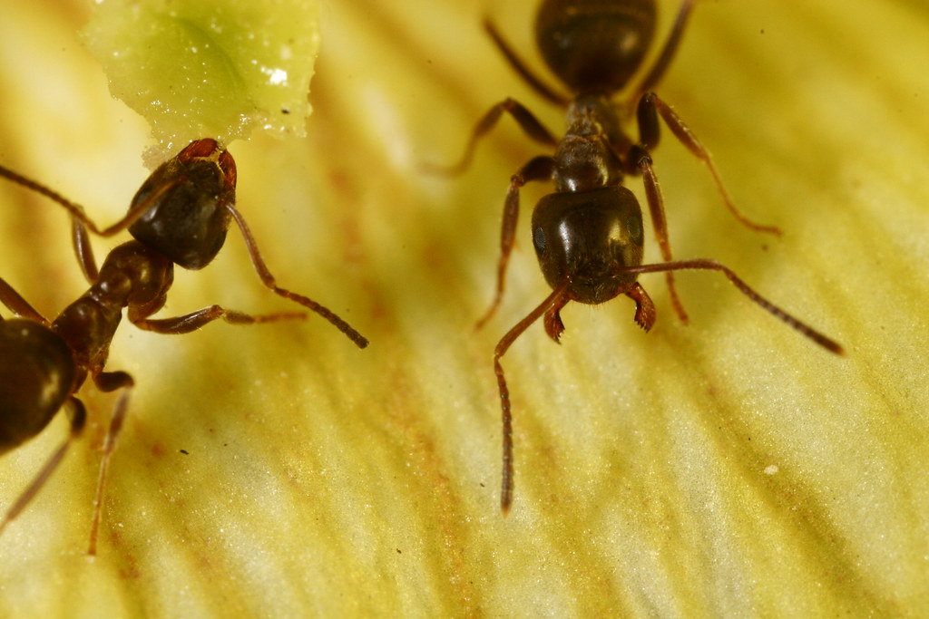 Ants eating pollen (nectar?) I think the lens was close en… Flickr