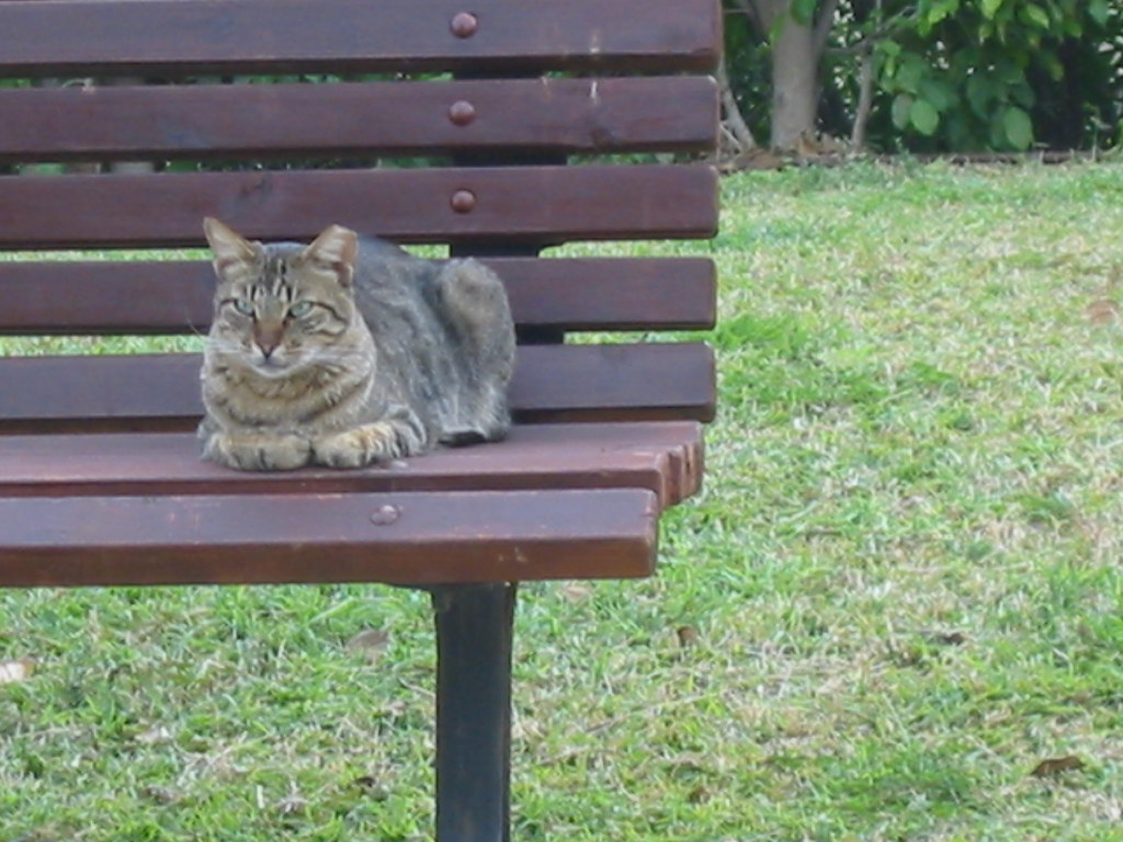 Grey Cat Sitting on a Bench This is a picture I took of a … Flickr
