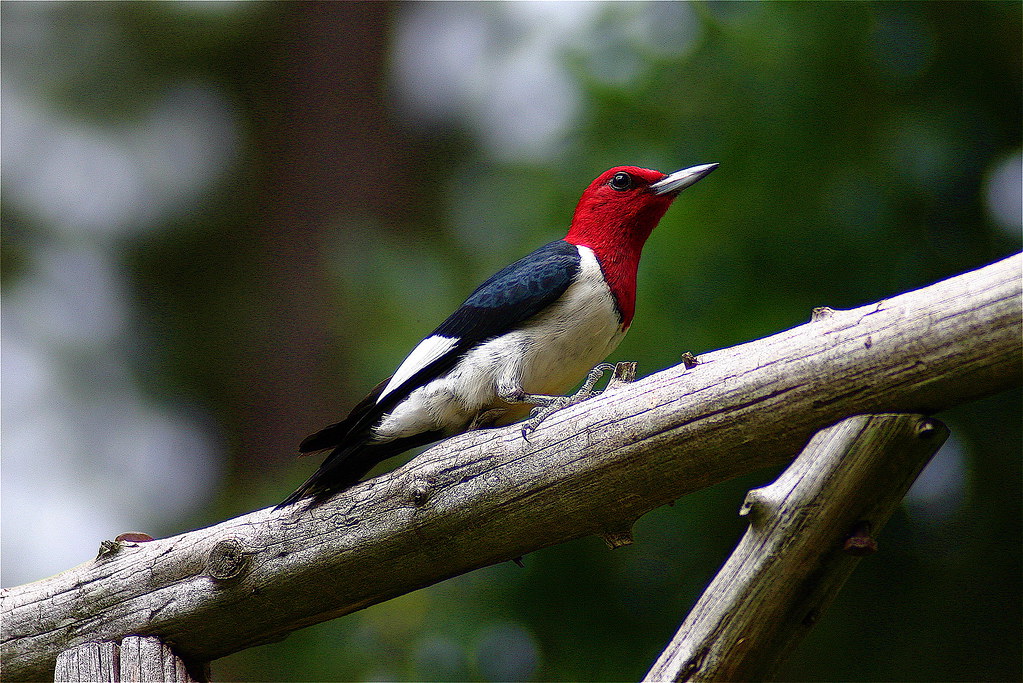 Woodpeckers Flickr