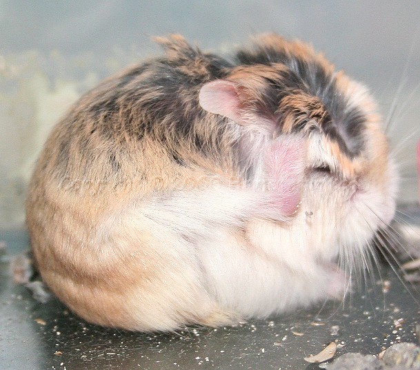 My head is so itchy! hamsterunited Flickr