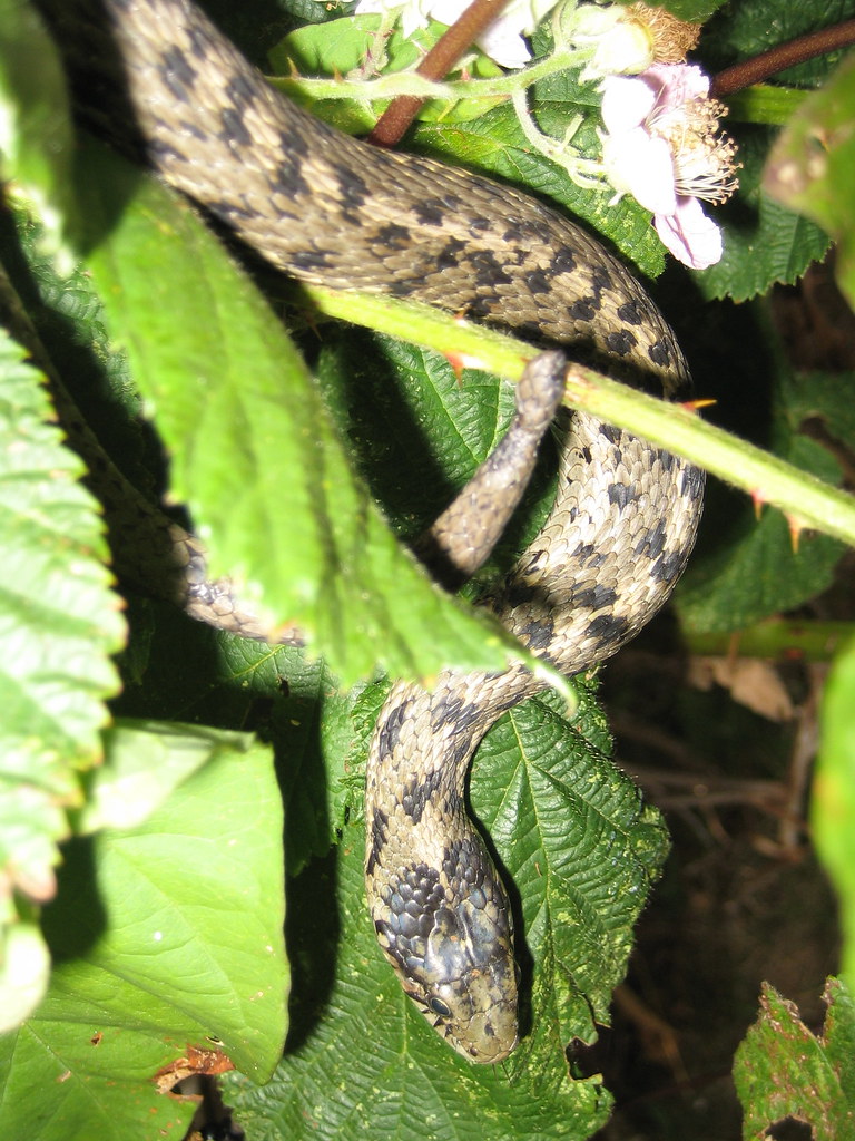 Snake n' blackberries 5GnCDN Flickr