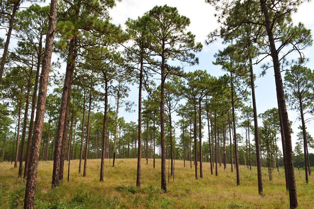 Scotland County, North Carolina. Flickr