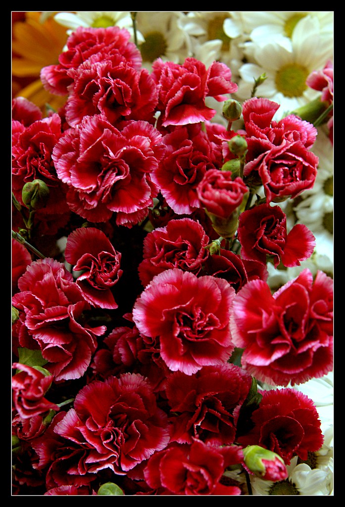 carnation karanfil cem danisger Flickr