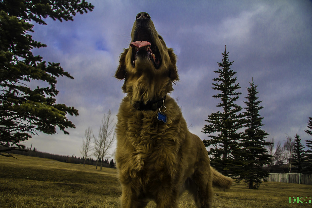 Mr. Jersey Dog sitting, figured I would take advantage and… Flickr