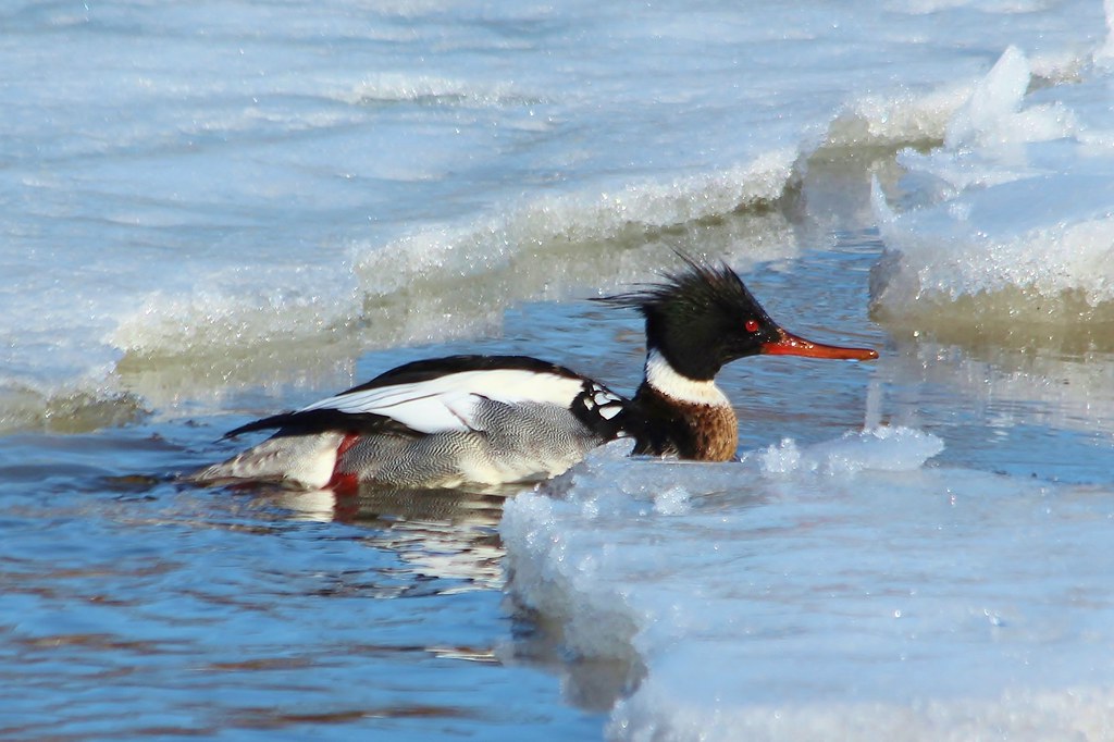 REDBREASTED MERGANSER olcott marina chewyfrog Flickr