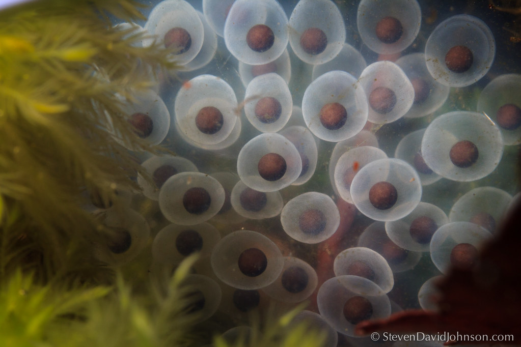 Spotted Salamander eggs in a pond in Augusta County, Virgi… Flickr