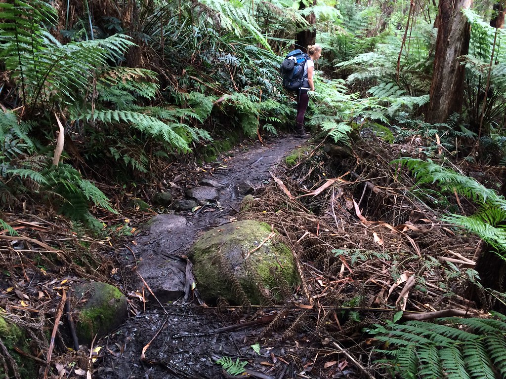 muddy Sealers Cove Walking Track TineImWunderland Flickr