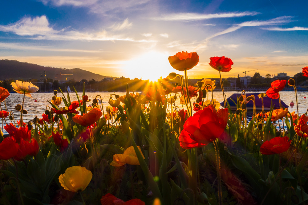 Sunset with Flowers at the lake of Zurich Red and yellow f… Flickr