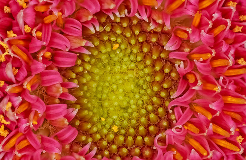 Stacked Flower A stacked image of a flower at 21. Emily Egan Flickr