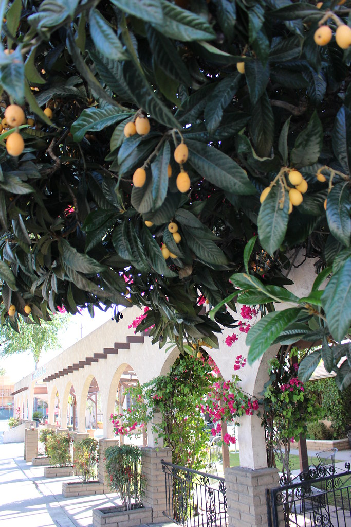 Loquats St. Isidore Historical Plaza, Los Alamitos, Califo… Flickr