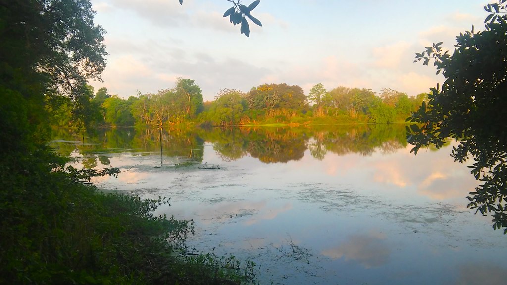 Couterie Forest, City Park, NOLA Van Remsen Flickr