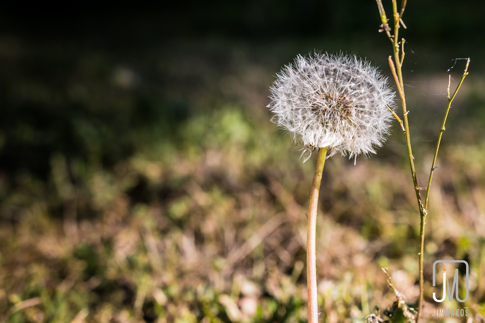All sizes White Flower You Blow Flickr Photo Sharing!