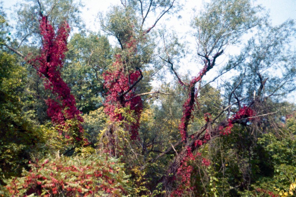 Sumac/Virginia Creeper/Willows Sumac/Virginia Creeper/Will… Flickr