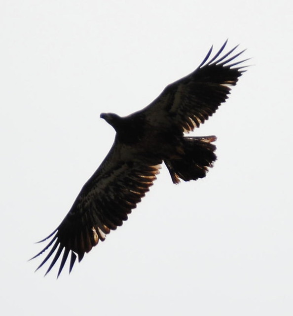 Juvenile bald eagle north of New Cumberland, WV Terry Cullinan Flickr