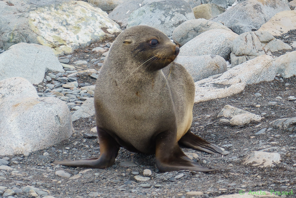 A7R_DSC5715 Young eared seal, Half Moon Island, Antarctic… Flickr