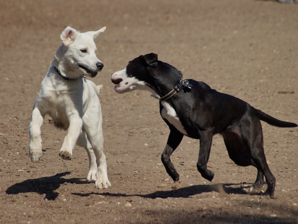 Can 6 Month Old Male Dog Breed