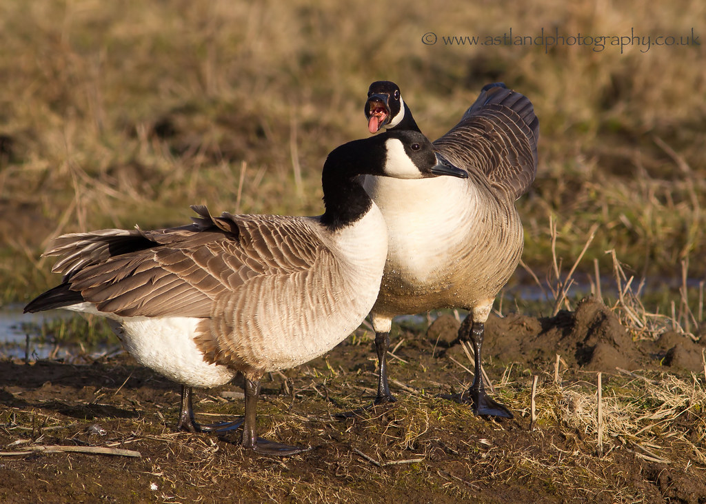 Canada Geese www.astlandphotography.co.uk Susan & Peter Wilson Flickr