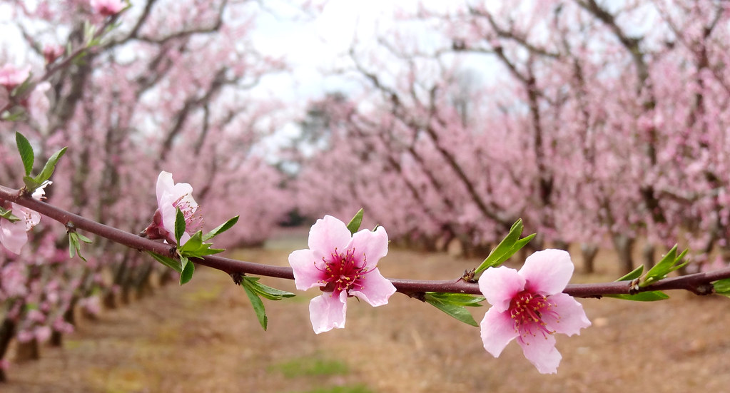 peach flowers between rows (2) South Carolina grows more p… Flickr