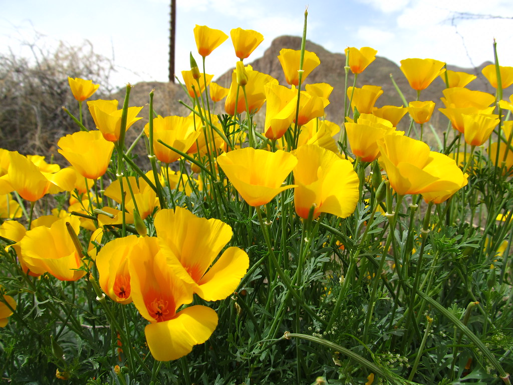 2015 Poppies Fest El Paso, Tx. Marcy Flickr