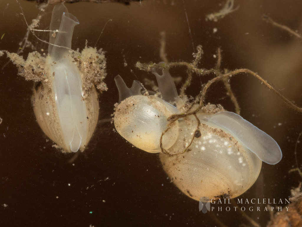 Fingernail Clam002.jpg Gail MacLellan Flickr