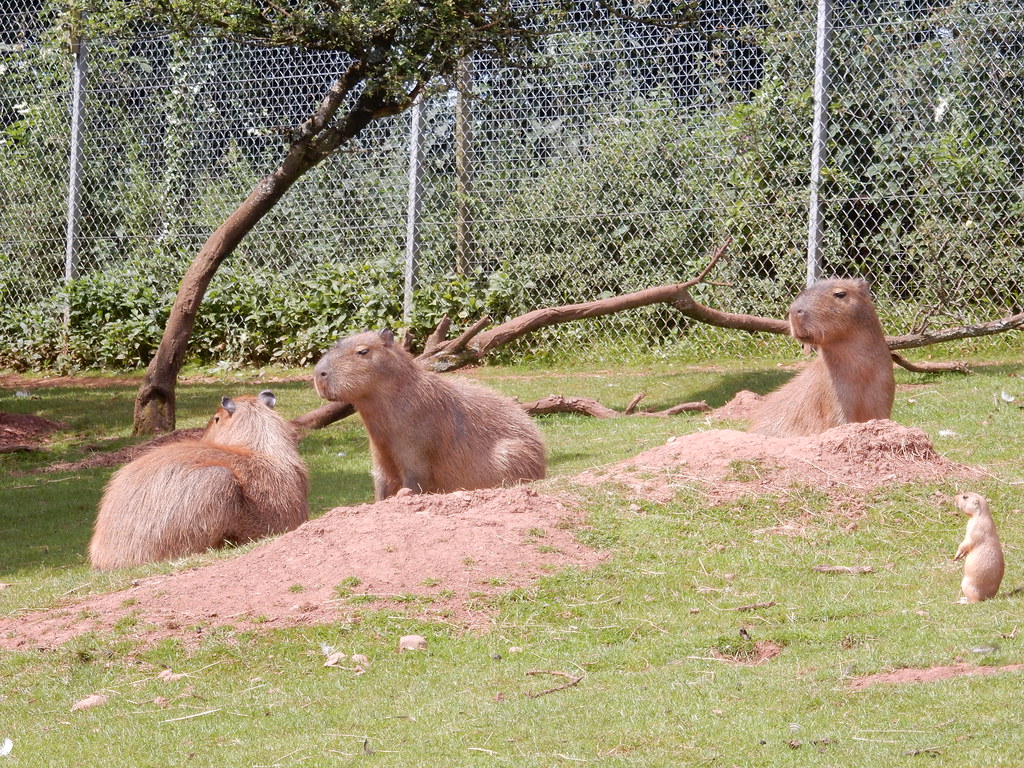 South Lakes animal park, Dalton, Cumbria South Lakes anima… Flickr