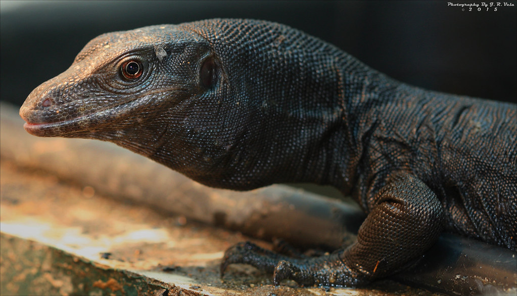 10/19/2015 BDVS2 Black Dragon Varanus Salvator 2' Black Dr… Flickr