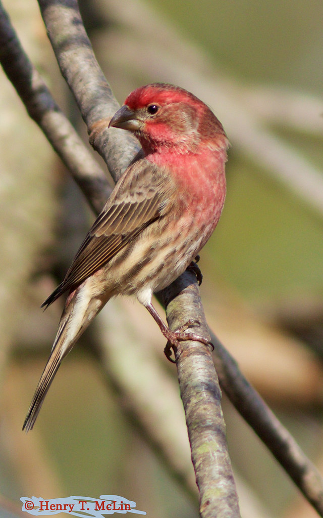 House finch House finch, Codorus State Park, Hanover, Penn… Flickr