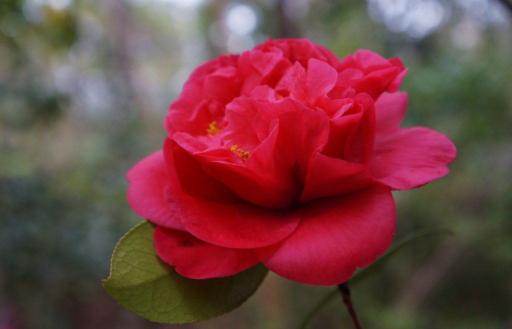 Camellia japonica 'Lawrence Walker' (1946) Karl Gercens Flickr