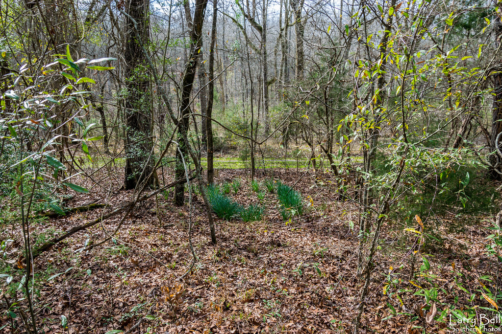 Elevation of Star Ln, Boligee, AL, USA Topographic Map Altitude Map