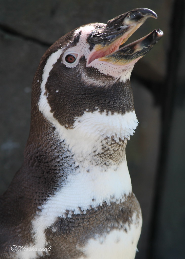 Penguins at the Kansas City Zoo Susan T Flickr