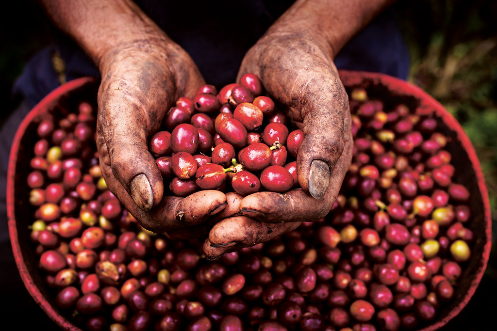 Coffee cherries Freshly picked coffee cherries Nestlé Flickr