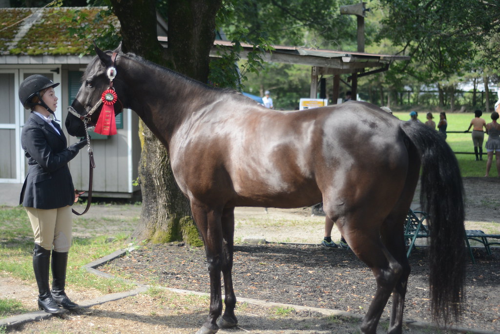 DSC_0016 Dapper Dan Farm Horse Show Rhode Island 0717201… Appy