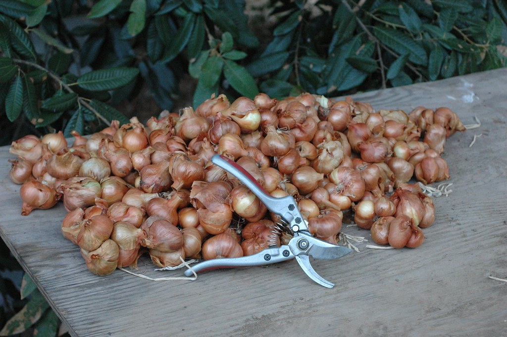 Yellow Potato Onions cleaned for market and storage Flickr