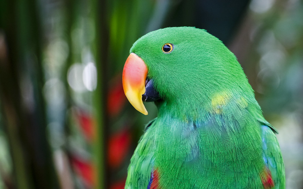 Kiwi, the Eclectus parrot. a photo on Flickriver
