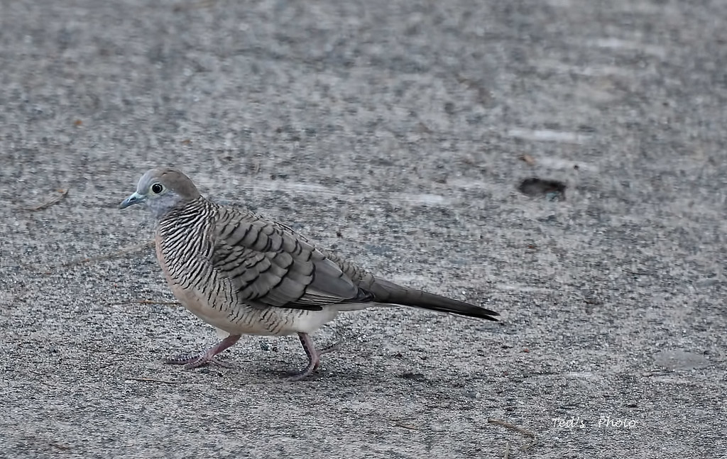 BATO BATO This is our native bato bato, it always fly in p… Flickr