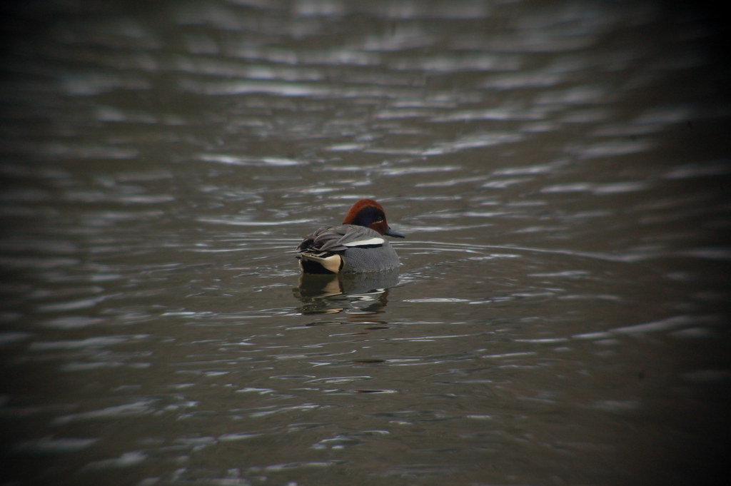 Eurasian Greenwinged Teal, Wading River Duck Pond Flickr