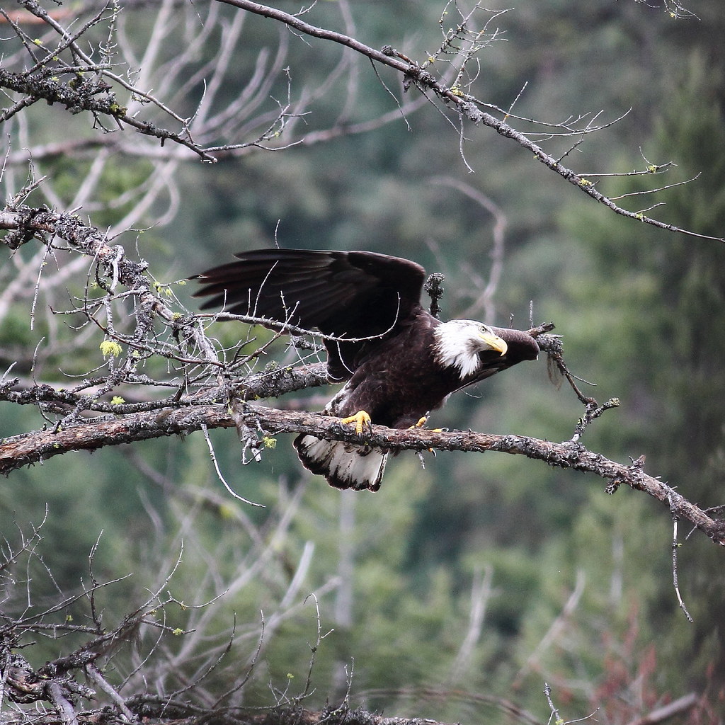 Bald eagle taking flight Road trip along the Tieton River … Flickr