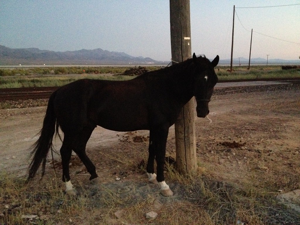 Rider on a Black Horse It's been a long time since I've se… Flickr
