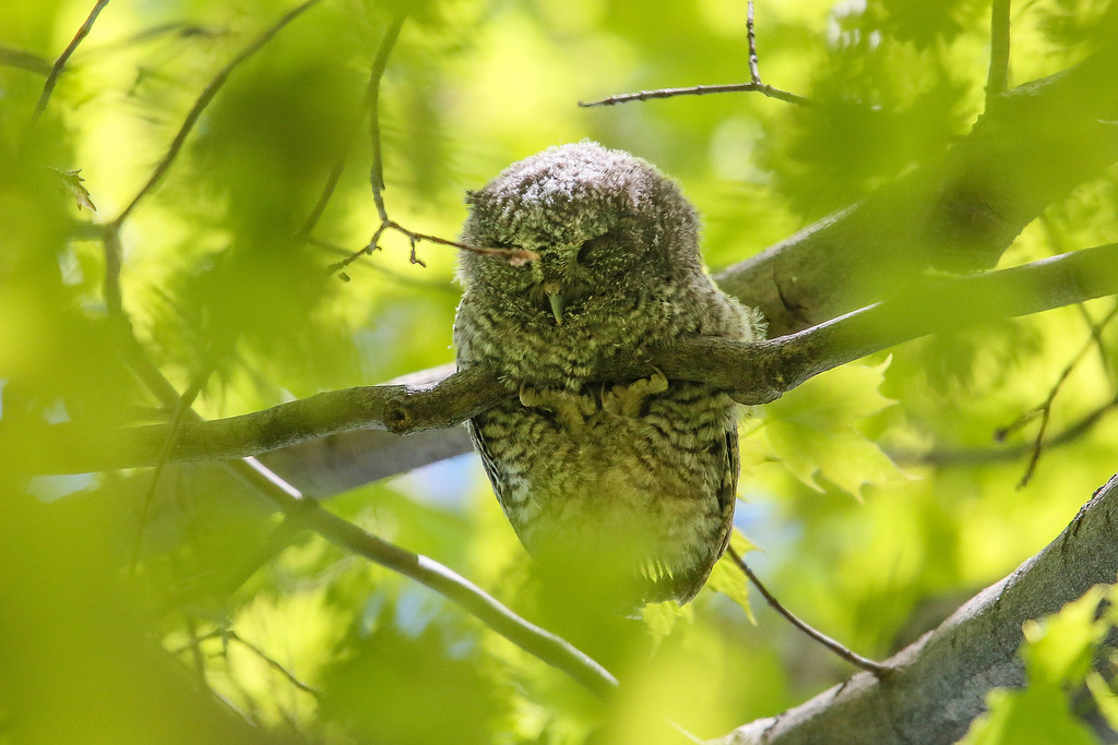 Adorable Photos Show How Baby Owls Sleep on Their Stomachs