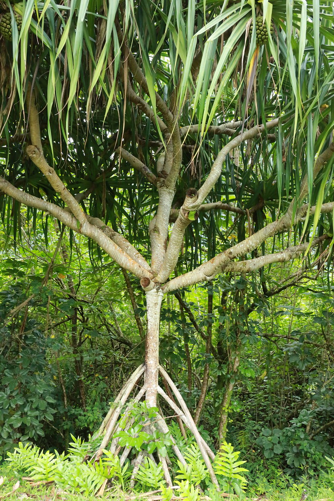 Kauai Flowers Kauai Flowers jscott7357 Flickr