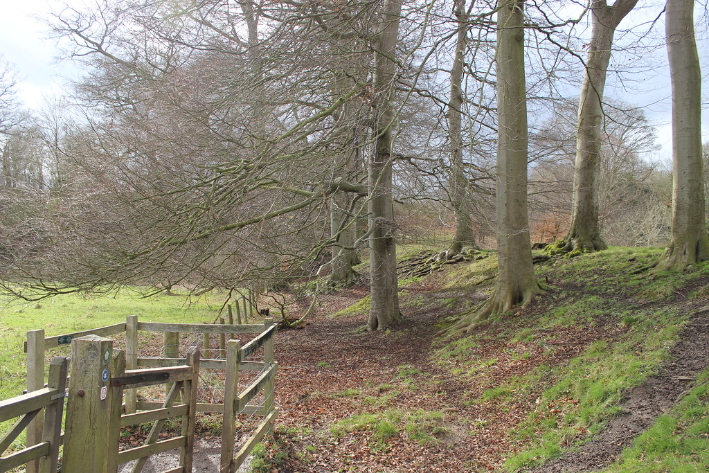 IMG_0329 CoedyGlyn Wood, Wrexham. Rebeccawithers Flickr