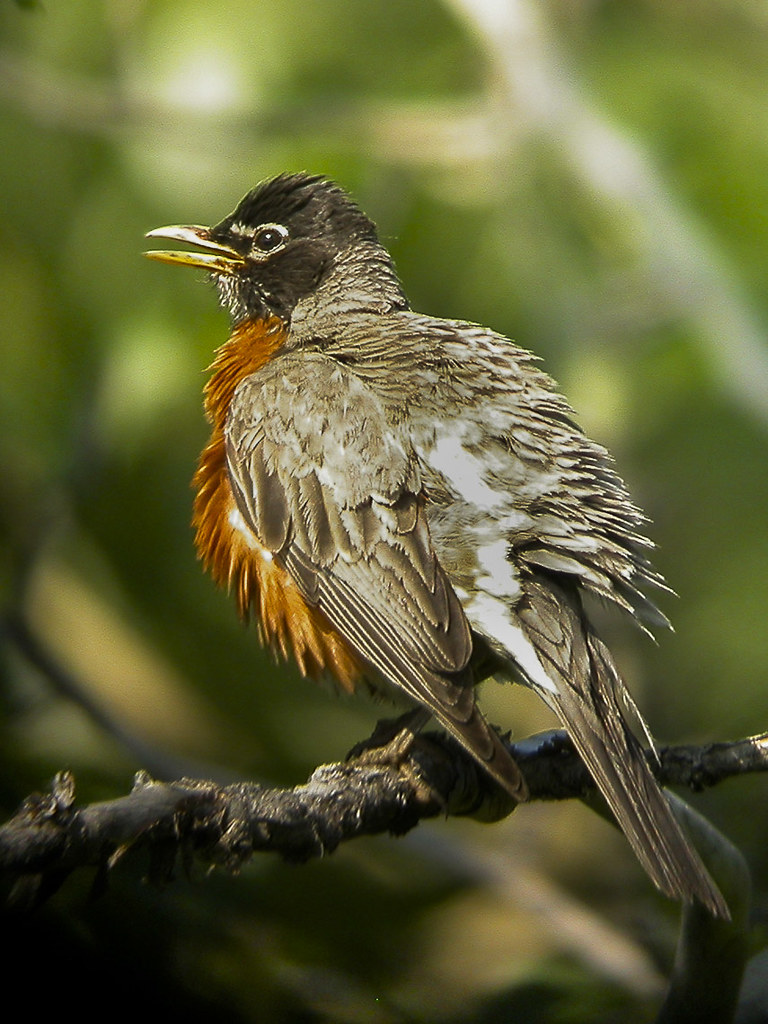 American Robin USA_DSCN0246 Francesco Veronesi Flickr